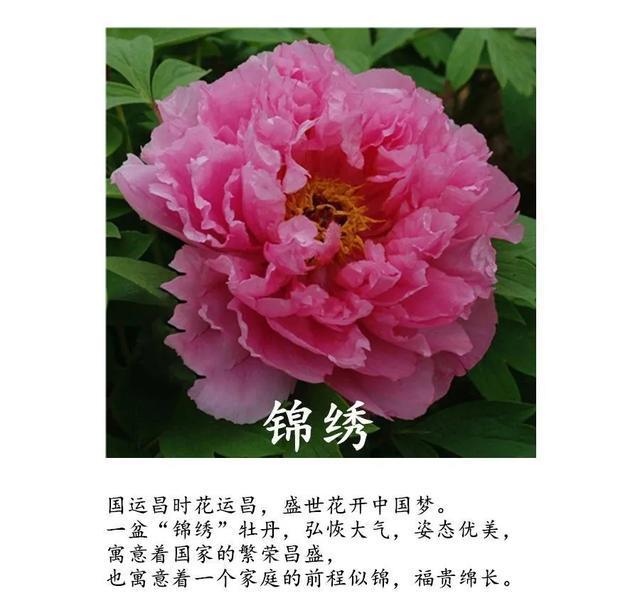 全场■国花牡丹,春天最大气的花,开出第一朵,就惊艳全场!