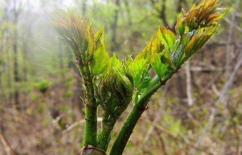 春天到可以去农村挖野菜了，但这几个地方最好不要去，农民记住了