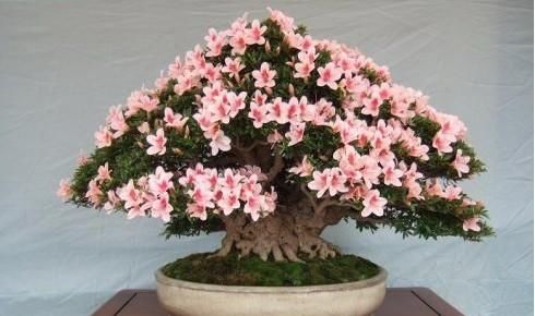  『花儿』营养土还用买？用这三种土，不烂根，花儿长的还好看