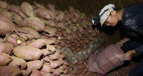  #红薯#农村地瓜高产种植技术，用它做肥料，长出的红薯个大光滑漂亮