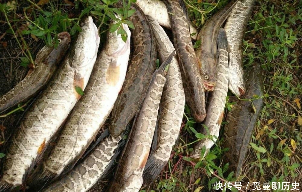  「海竿拟饵钓」户外钓黑鱼，选对钓鱼方法，不愁黑鱼不上钩