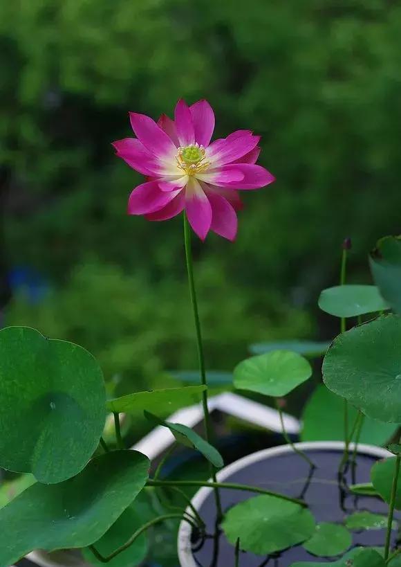 #喝水#这些盆栽都是喝水的,成桶成桶的喝,个个花枝招展一大盆