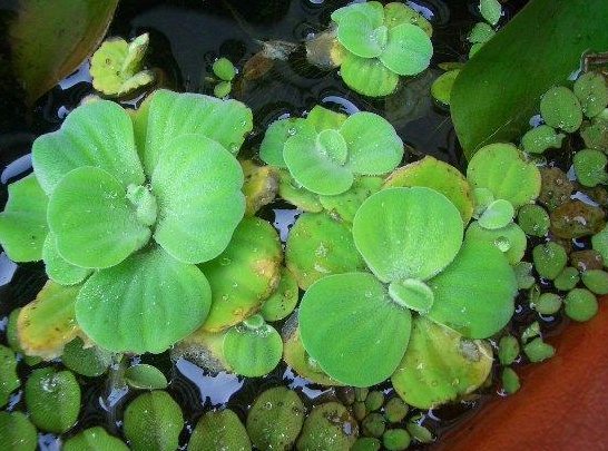  [懒人]懒人最适合养这些花朵，不管不问也能疯长，开花多观赏性强