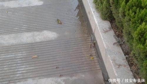  「开放交通」为什么中国没有像美国一样大范围地使用水泥路面？