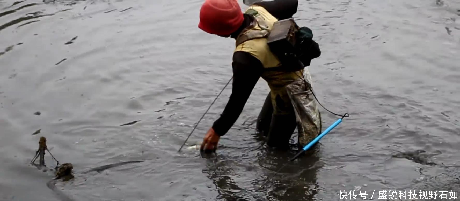 别人家的鱼塘收获 罗非鱼黑鱼不算少, 大虾长达二十厘米