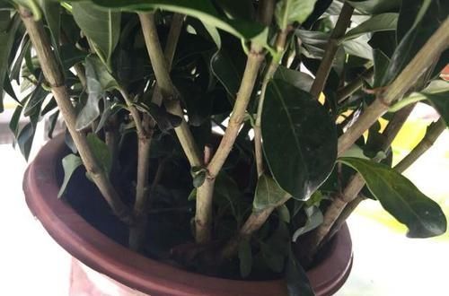  「烂根换盆」一直想给栀子花换盆，如何判断自己养护的栀子花盆栽要不要换盆？