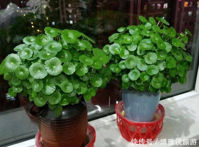  『条件』养铜钱草，有这2个“条件”，满盆都是“铜钱叶”，家里财源滚滚