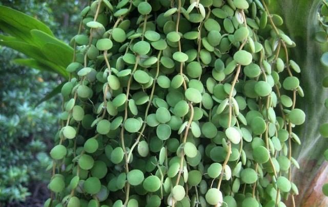  【名字】这种植物特别像钱币，名字也很好听！