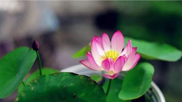  [君子兰]3种花,一开就爆盆,花期长达半年,盆盆好养,光浇水就行