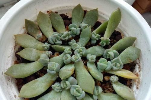  「土里」这2种植物，再便宜也不要买！摘几片叶子，就能叶插一整盆！