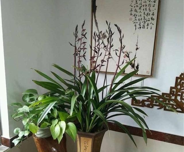  『烂根』兰花很难养？做好这个小细节，养护变得超级简单，你学会了吗？