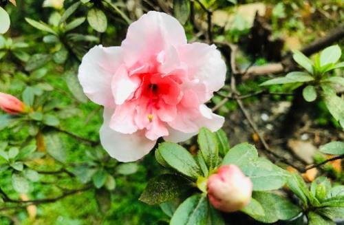  『温度』杜鹃花活不过第二年？做好几点，不用每年花冤枉钱买新的了
