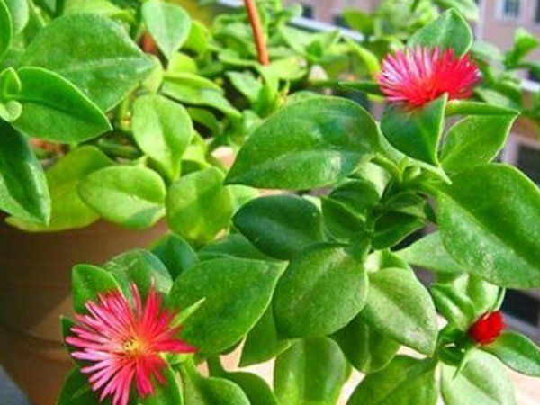 【植物】这3种花，有个阳台就能养，盆越小开花越多，尤其是第一种！
