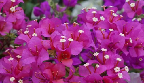  #家里#养花就养3种花，家里养一盆，开花漂亮花期长，谁养谁喜欢