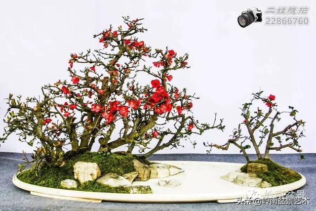 把温江盆景卖到欧洲去