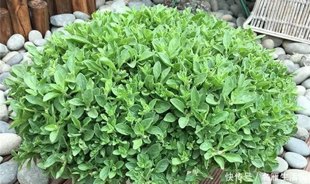 『爆花』开败的矮牵牛,剃头15天又爆花,剪下来的枝条再扦插,1盆变100盆