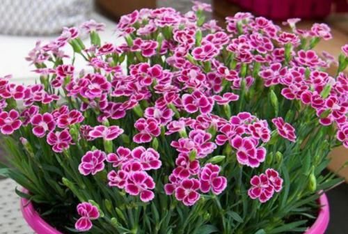 「花朵」5款艳美的花卉,花大色艳花期长,盛开时繁花似锦