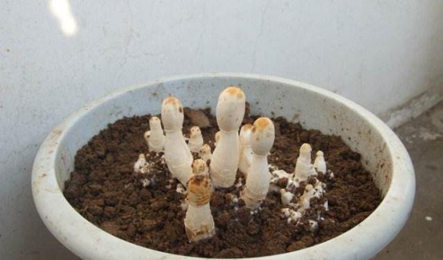 「值得」好养如绿萝,四季常青,花叶俱美,开花勤快,此盆栽花,值得拥有