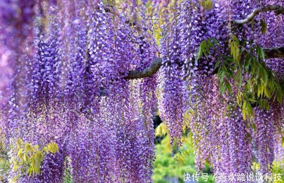  「春天」春天就养5种花，好养又漂亮，花团锦簇，人见人爱！