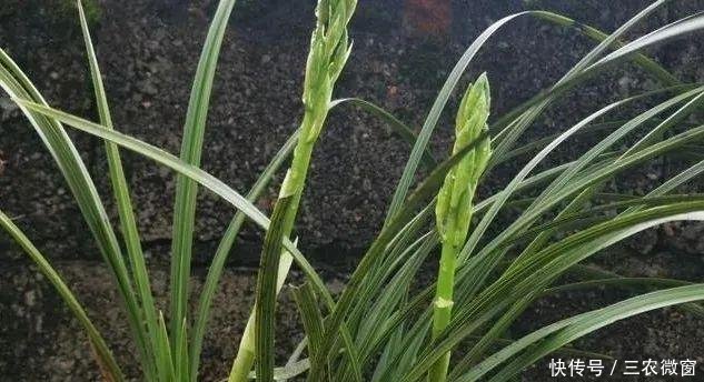 蚜虫:正在开花的蕙兰,需要注意这三点