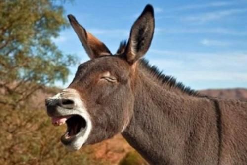  「染色体」为什么骡子不能生育？看看马和驴都做了什么，难怪如