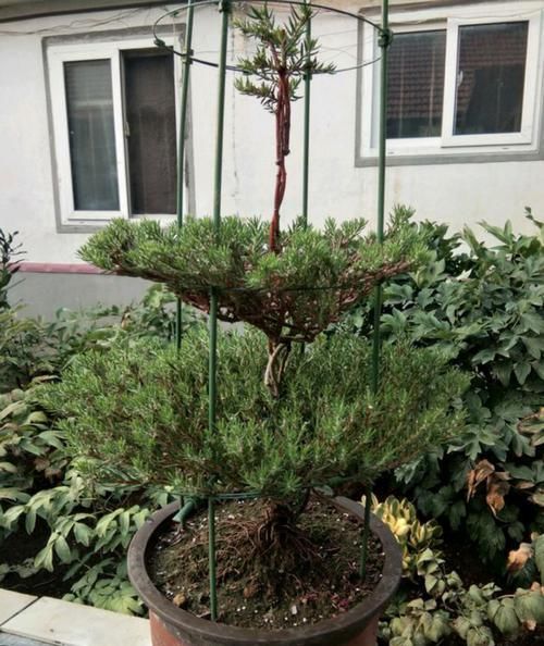  【草花】太阳花还是草花吗？大神居然把太阳花养成了花树，开花爆盆成花塔