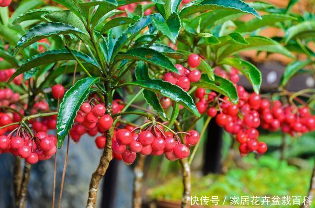 『寓意』365天都可以观果,寓意还好,富贵籽的养护方法和管理技巧分享
