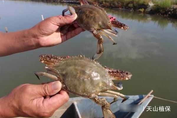  「快速」现在，在农村小本养殖什么可以快速致富？几种可以尝试