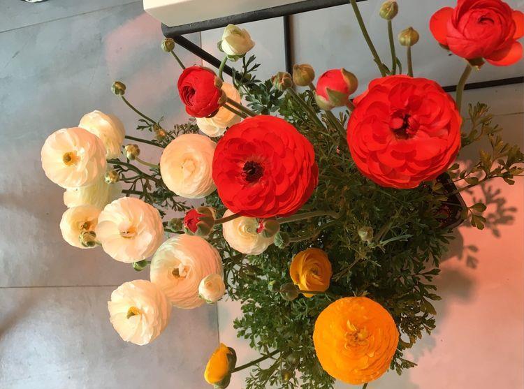 此花是世界名花,漂亮不输牡丹,养护容易,年年开花,南北都能种