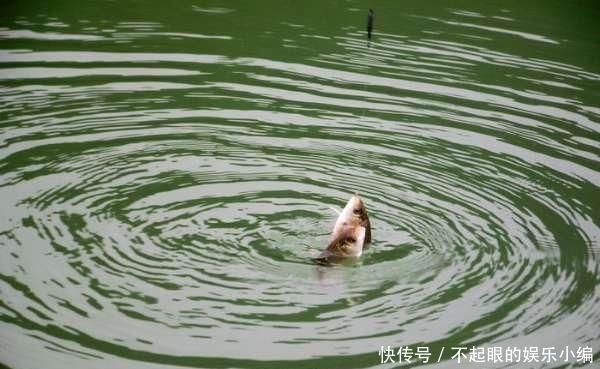  顾不上：野河钓鲫，环境优美，恰似人间天堂，却遭遇“电工”洗劫