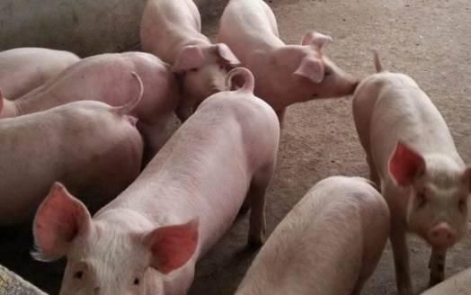  「取消」取消生猪禁养限制，对猪肉价格有啥影响？猪价能否回归