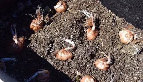  「环境下」为什么在家里用鳞茎种藏红花那么难？