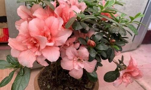 「养不活」杜鹃花养不活,开花少问题多,保证3个基本点,杜鹃花也能爆盆