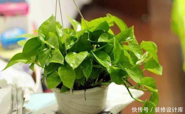 「家里」绿萝净化能力强,装饰简单,家里这4个地方摆几盆,家里更好