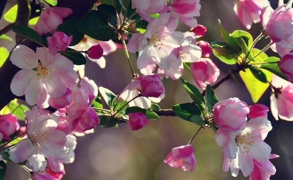  花苞|夏天一到，西府海棠就“蔫”？甩“几刀”，花苞挂满枝，花儿爆