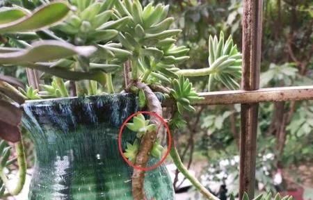  『千佛手的叶』多肉植物千佛手爆侧芽方法技巧