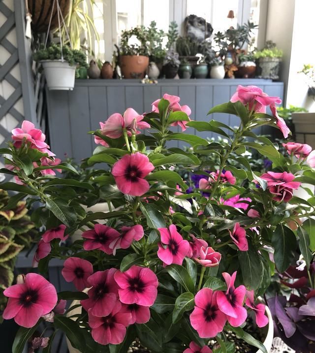 『室内』天天有花开,好看又好养,室内也能种,这种盆栽植物,很值得拥有