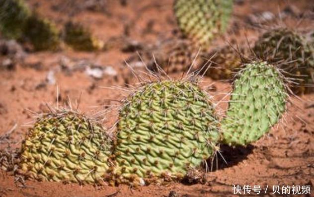 为什么骆驼敢直接吃仙人掌,难道不怕刺,咬着不会疼?