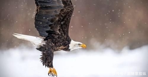 摄影师偶然的错位拍摄,让白头鹰被误认为随地小便,鹰:我太难了