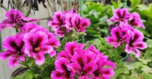 『便宜』这几款花,便宜还好活,花美量大花期长,养在家里春色满园关不住