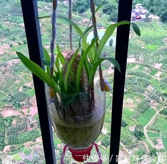 『玉米棒子』小清新的绿植盆栽，花生、玉米都能做！种子盆栽就是这么简单！