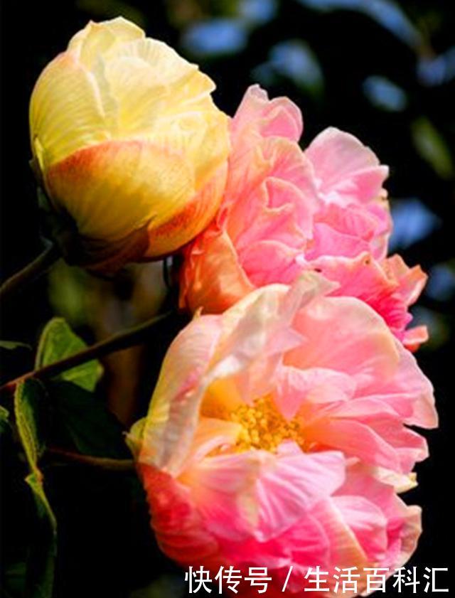  [花神]十月花神木芙蓉，凄美的故事打动了无数人，养护注意事项很多