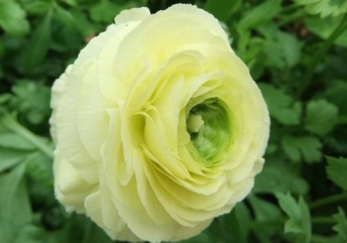 玫瑰:此款花卉,美如玫瑰,仙气十足,四季花开不停,阳台庭院变花海