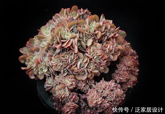  【养花】新手养花，不如养观赏精品：高砂之翁，钟形花朵，颜色多变