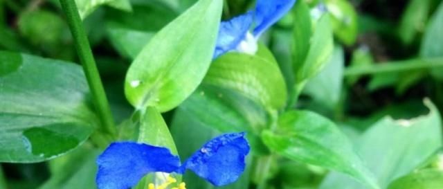  【需求量】长在农田里的这种植物，农民以前用它来喂家禽，如今