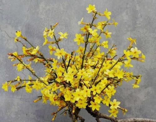  花苞：养迎春花，开花后这样处理，第2年花苞多、开花旺，否则别后悔