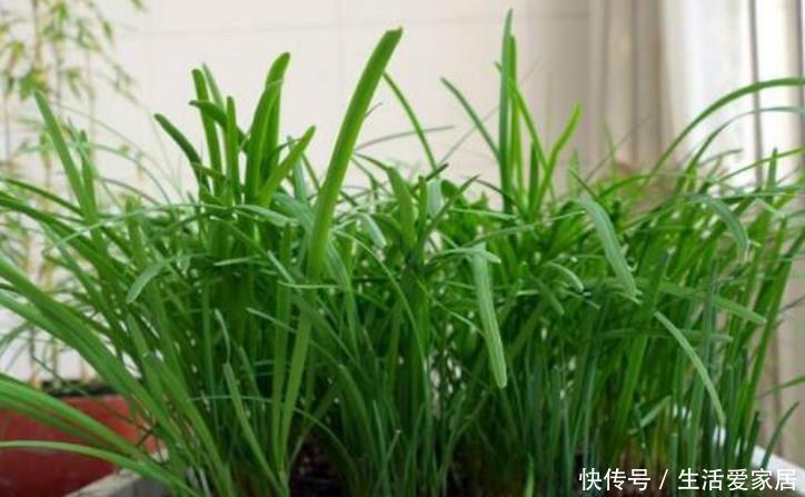  光照@“4种菜”种阳台，5天发芽，20天就上桌，吃完一茬又一茬！