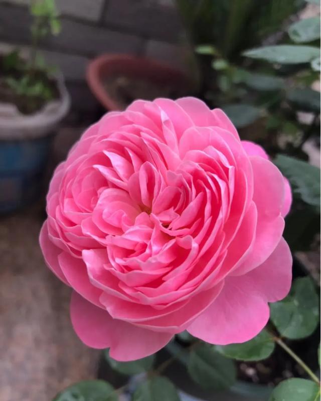  「月季」养花：30种超漂亮的月季，一年能开300天，满屋飘香颜值高！