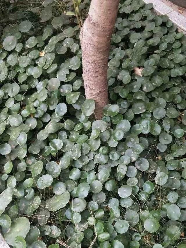 慎养■这花要慎养,每年砍掉3麻袋,照样蹭蹭长