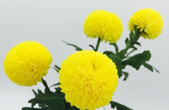  『喜欢』喜欢在家中养护花卉，就选择花期长，花色艳丽，开花成花海的花卉